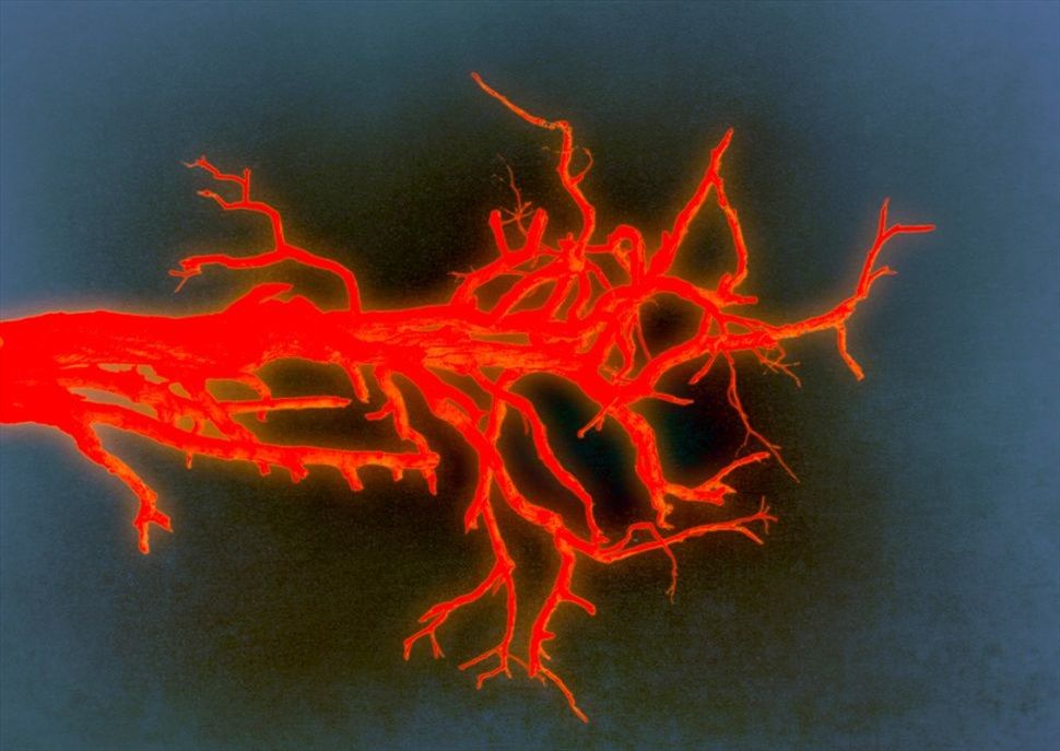 Goodbye Europa. Lost words